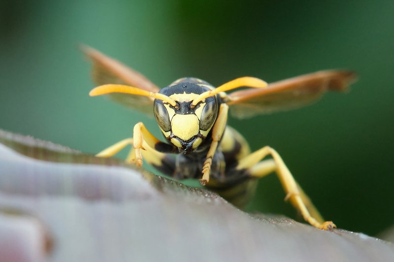 macro *12photo preview