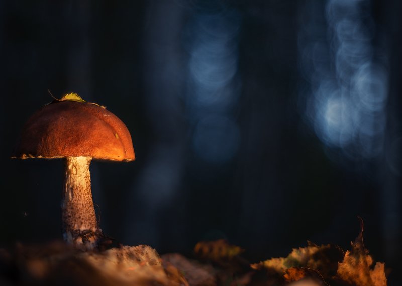 В лесу на закатеphoto preview