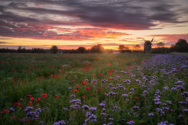 balticsea, beforesunrise, Blue, dawn, Field, fieldofflowers, flowerfield, flowermeadow, flowery, flowerymeadow, Gotland, Island, Meadow, mist, morning, morningmist, offlowers, outdoors, phacelia, poopyfield, poppy, red, Scandinavia, shining, summer, sunri Shining Troughphoto preview