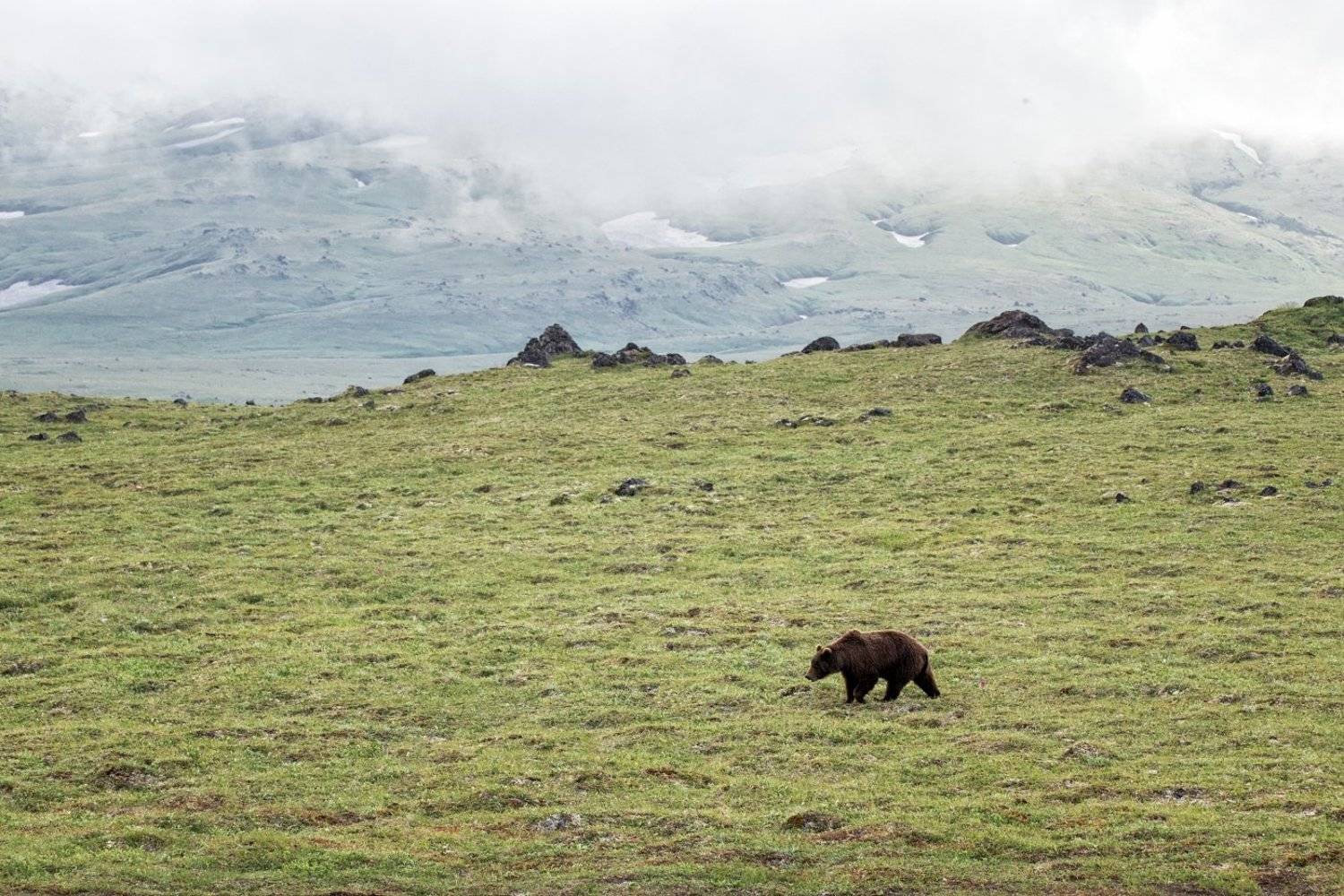 камчатка,стоянка у вулкана,медведь,нежданные гости., Анатолий Салтыков