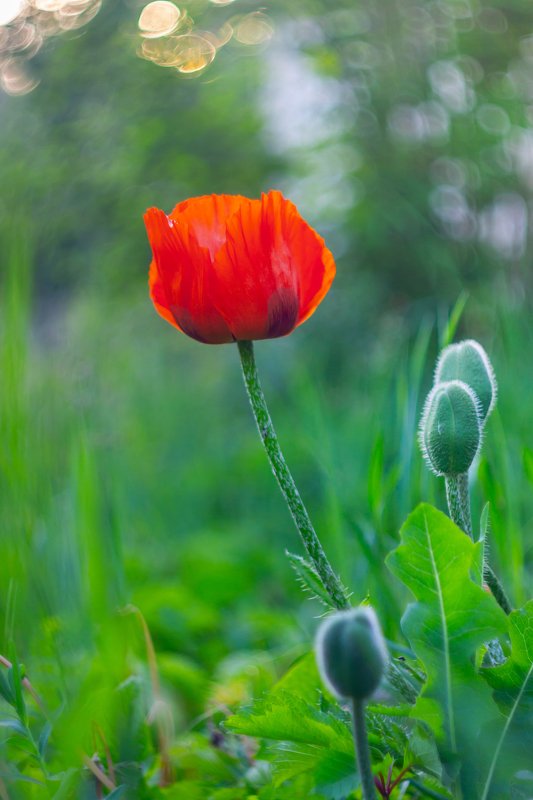 цветы, маки, мак photo preview