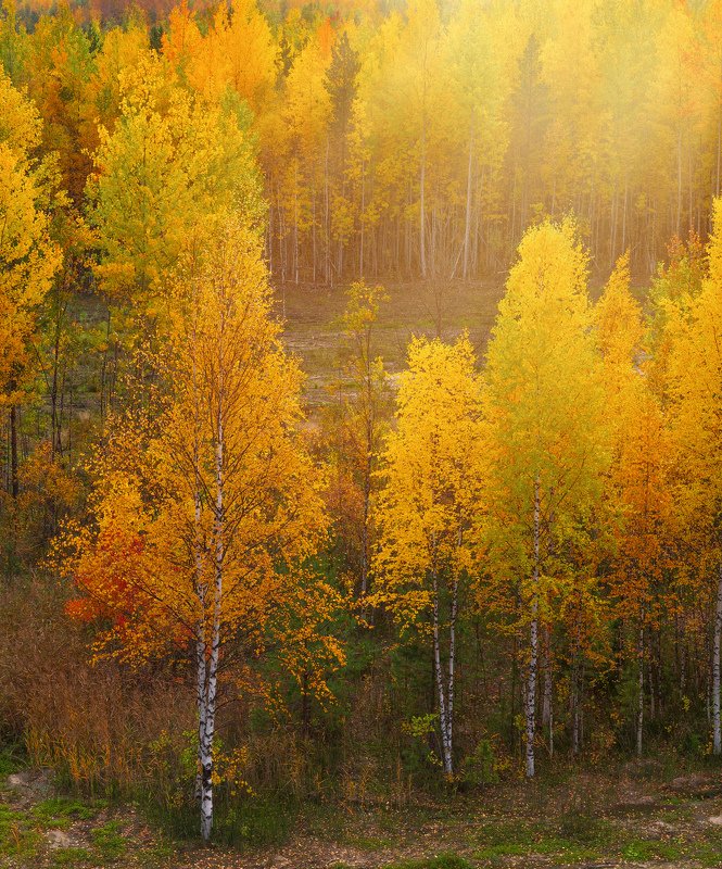 осенняяphoto preview