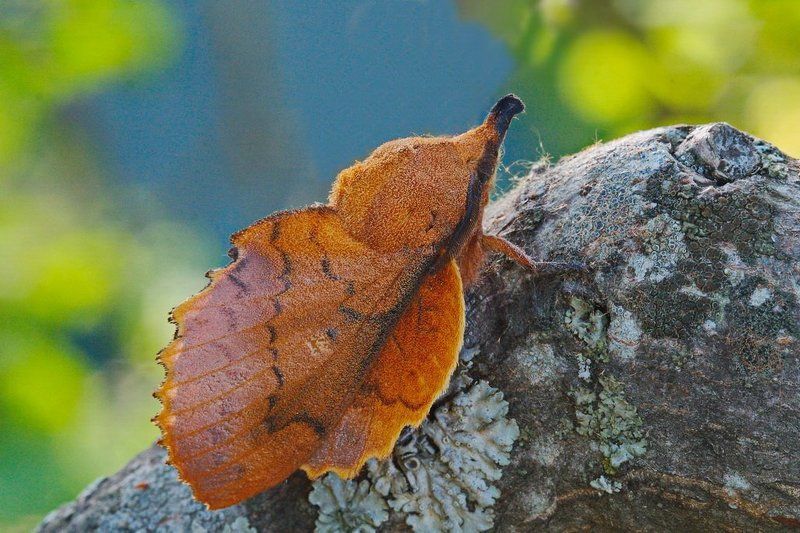 дуболистный, коконопряд, gastropacha, querciifolia Сухой листphoto preview
