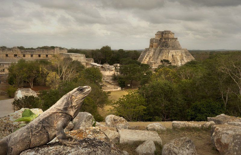 мексика, ушмаль, игуана, пирамида Хранители тайн...photo preview