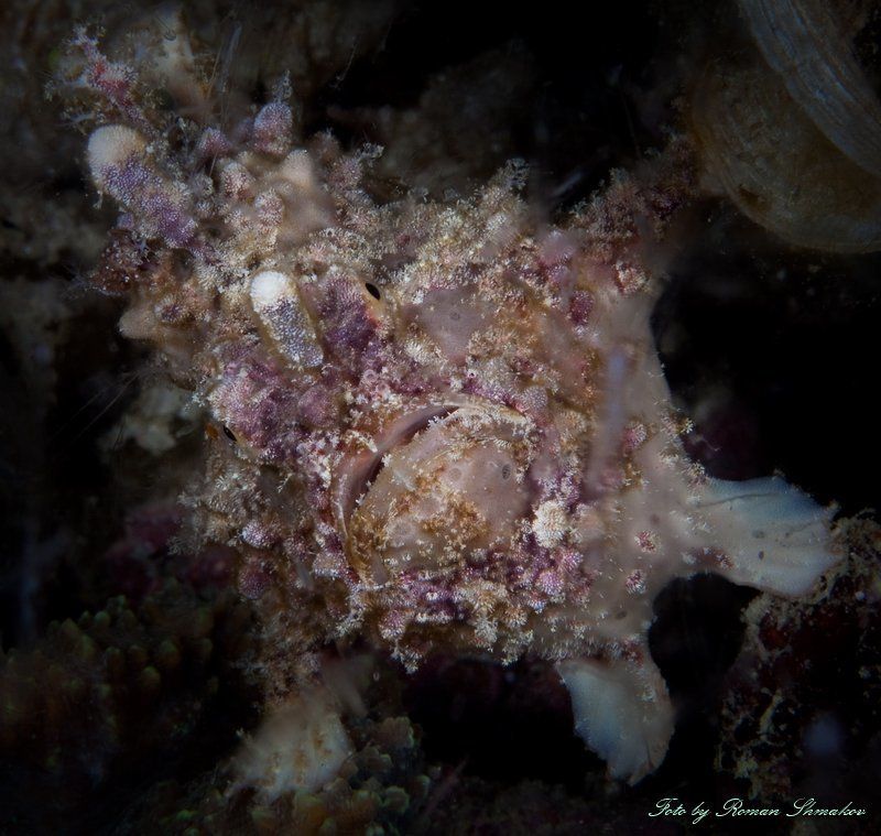 Осторожно злая собакаphoto preview