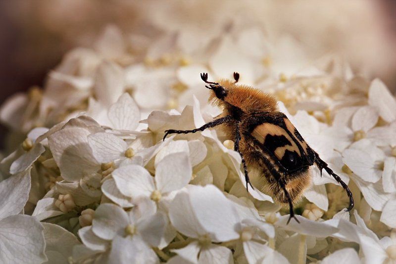 Bee Beetle фото превью