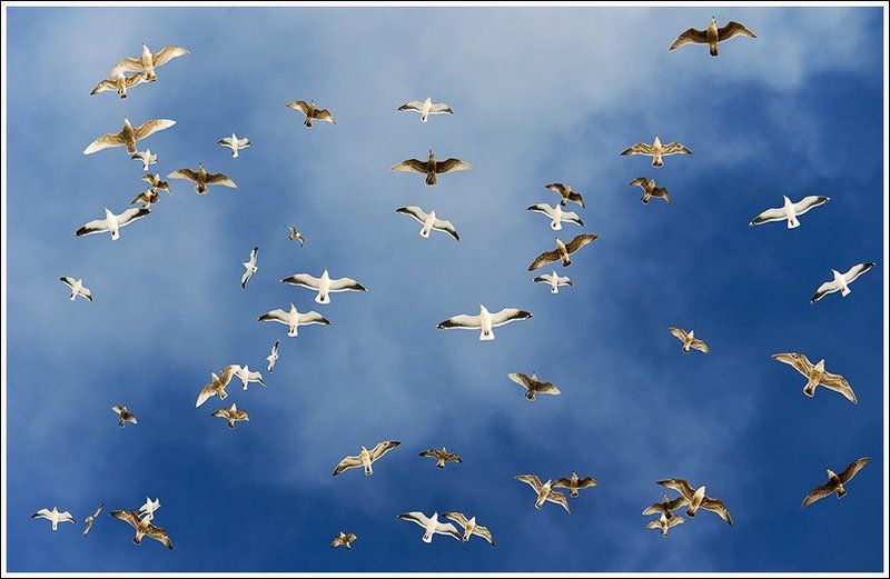 Чайки острова Шикотанphoto preview