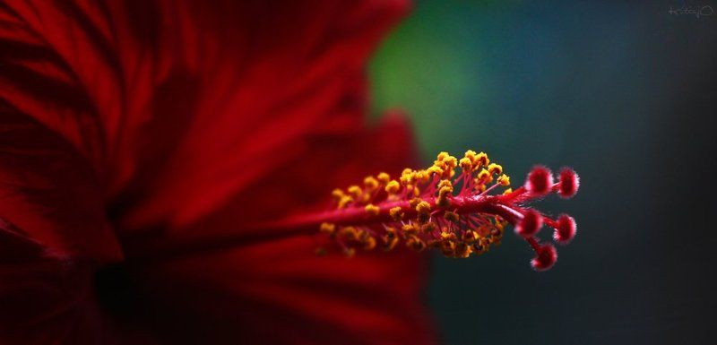 stone rosephoto preview