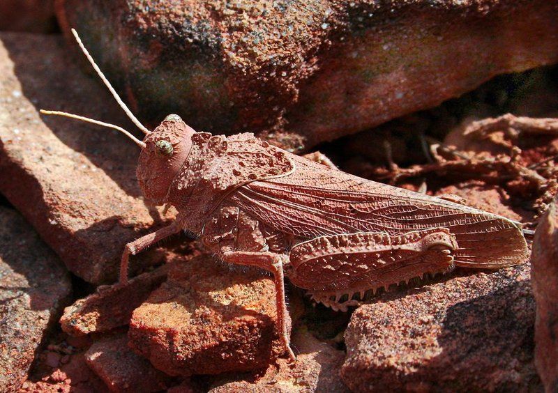 Камень я, камень!photo preview