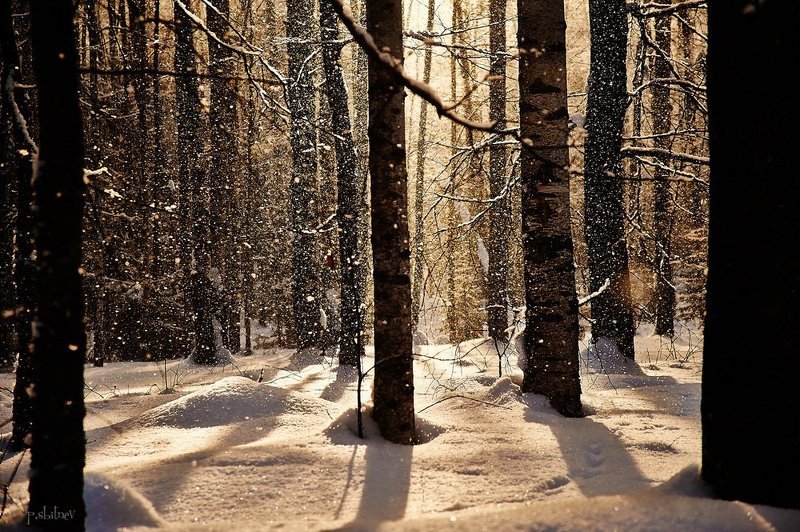 золотой дождьphoto preview