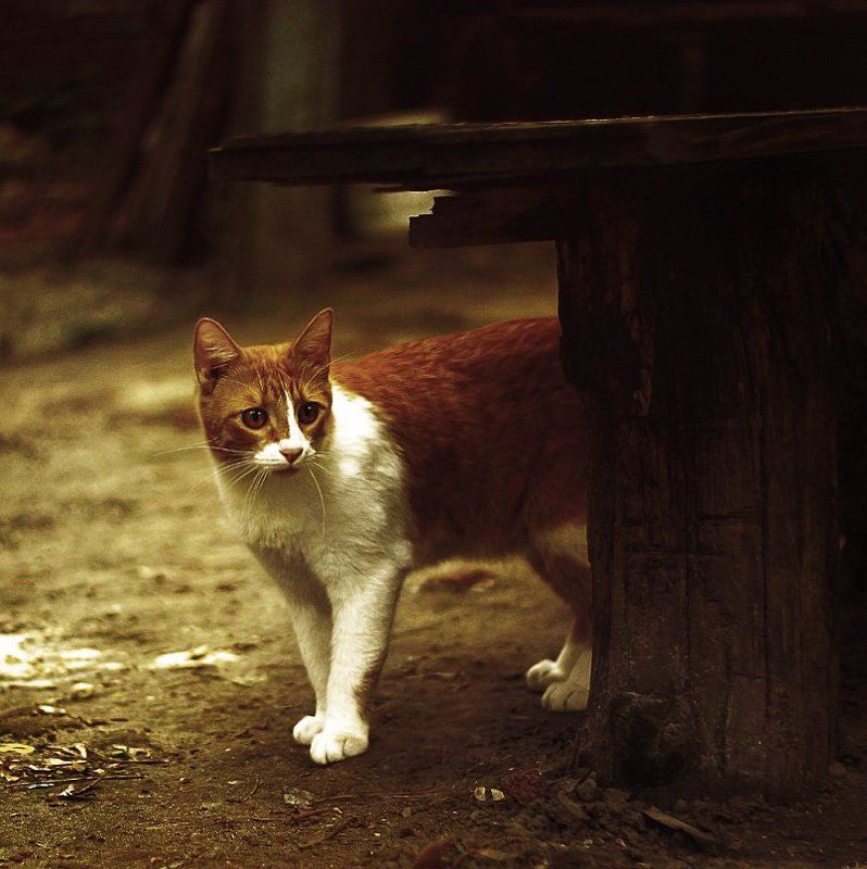 pussycatphoto preview