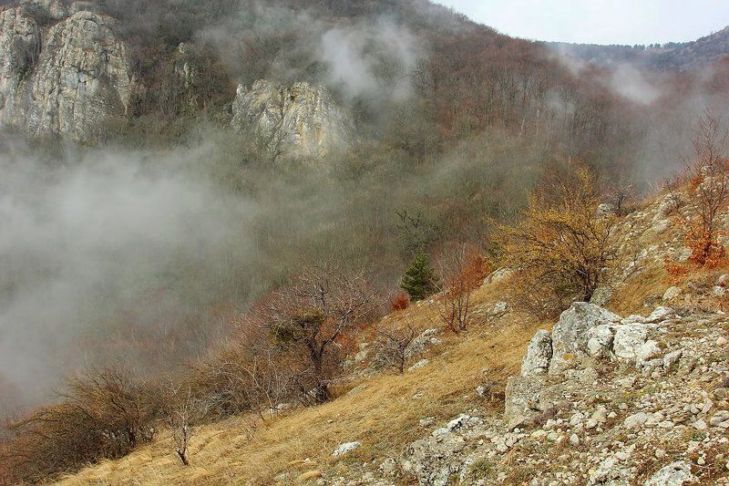 крым, демерджи, туман, лес, горы Про туманphoto preview