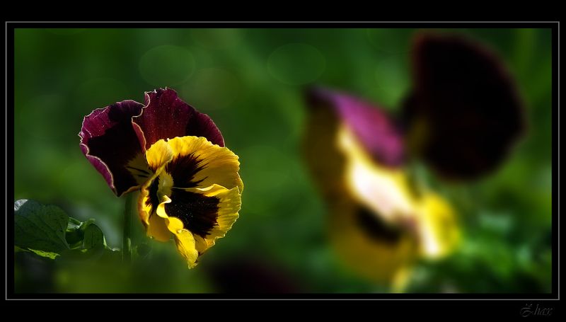 анютины глазки, цветы ***photo preview