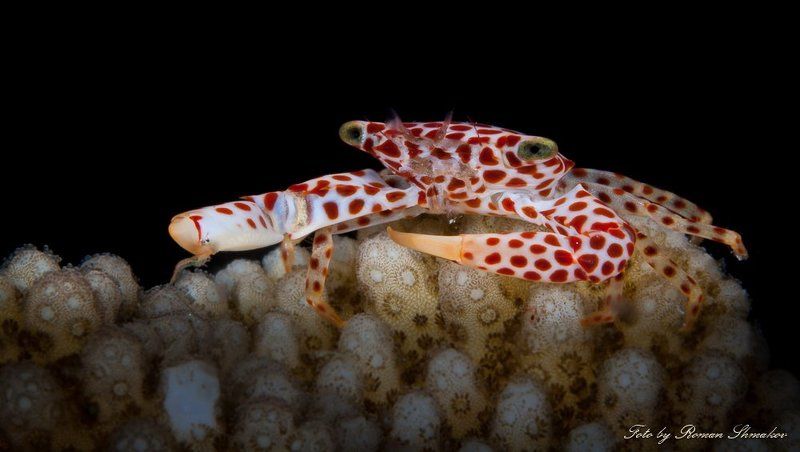 Охотникphoto preview