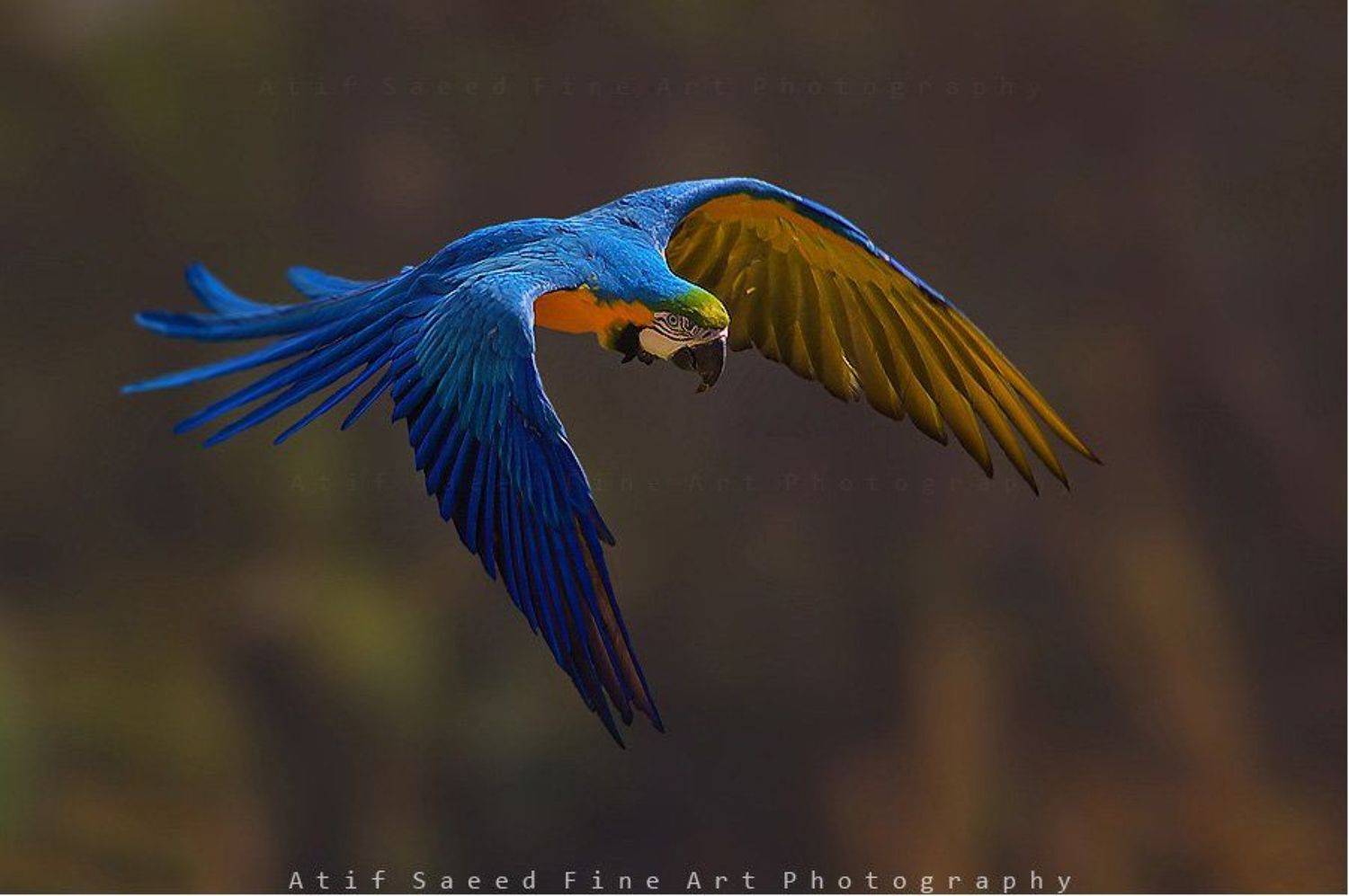 !. Автор: M Atif Saeed , M Atif Saeed