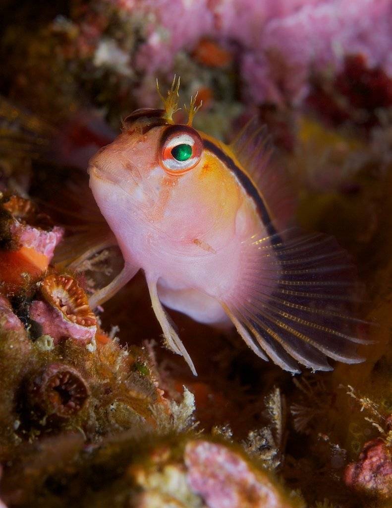 ***. Автор: Dmitry Chikishev , Dmitry Chikishev