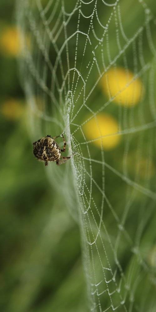 ПОСЛЕДНИЙ УЗЕЛОК. ПАУК.. Автор: Игорь ФУММ , Игорь ФУММ