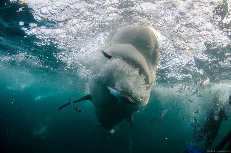 dusky snatchphoto preview