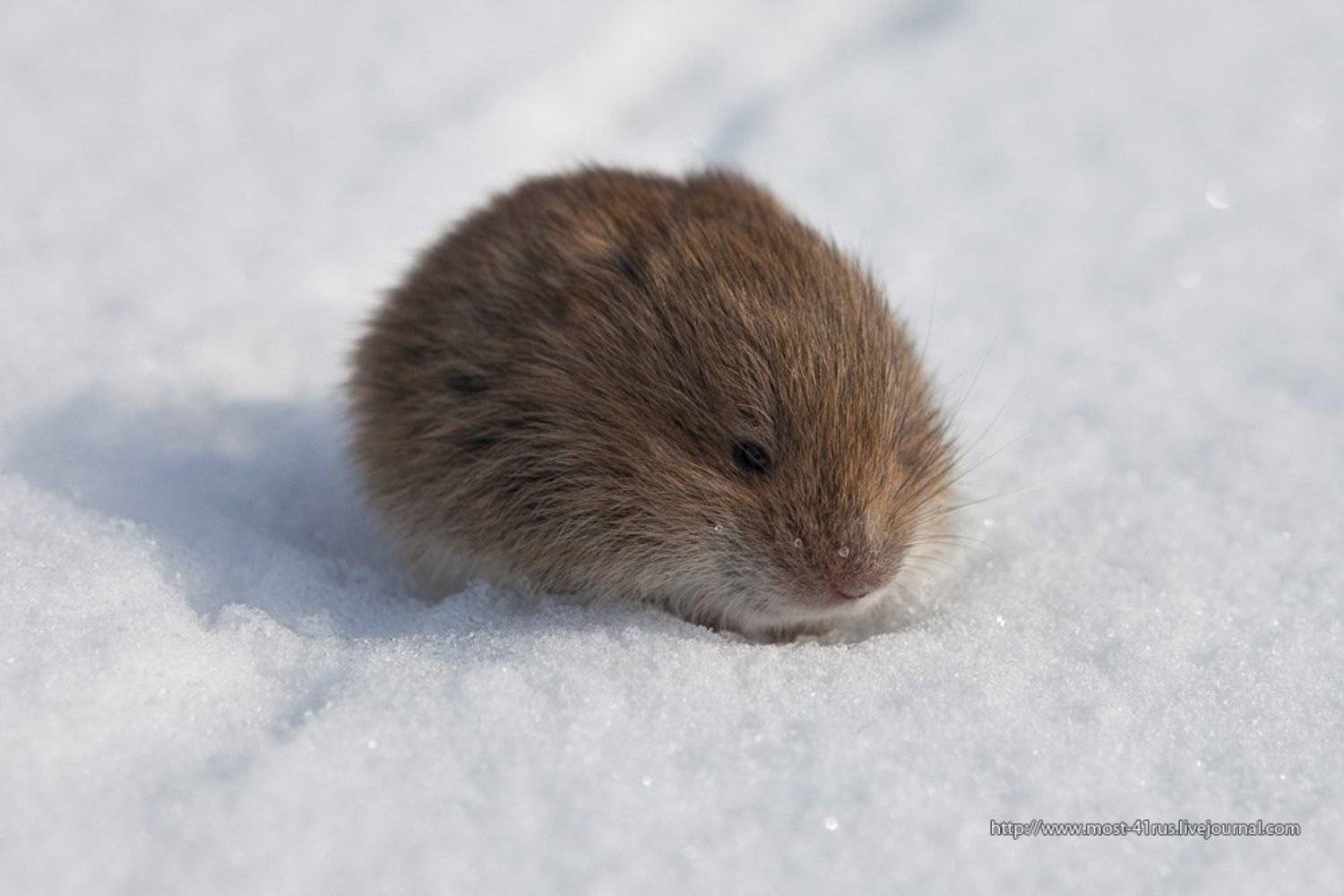 Красная полёвка.. Автор: Сергей Краснощёков мышь, полёвка, весна, Сергей Краснощёков