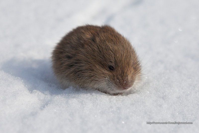 мышь, полёвка, весна Красная полёвка.photo preview