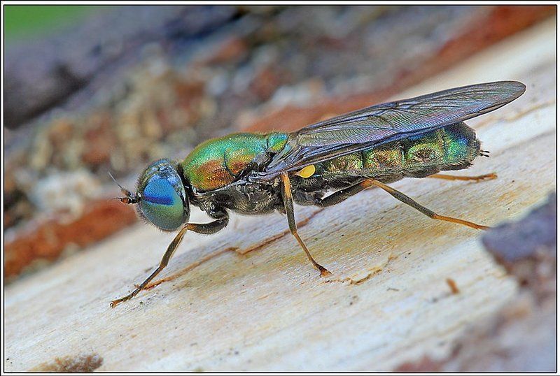 Мухи бывают разныеphoto preview