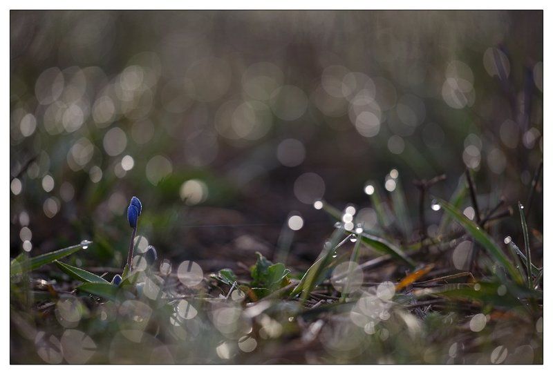 первоцветы, дон, степь, тузловские склоны Открытие весеннего сезонаphoto preview