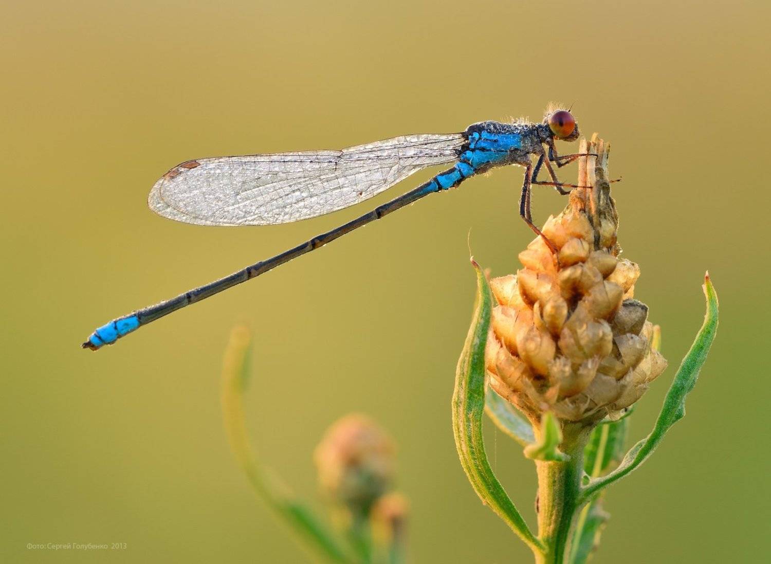 , Сергей Голубенко