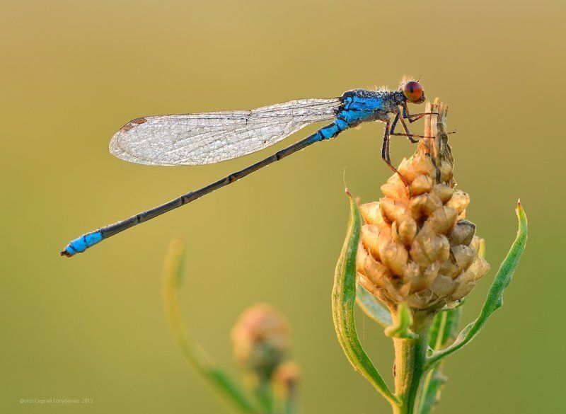 Красноглазкаphoto preview