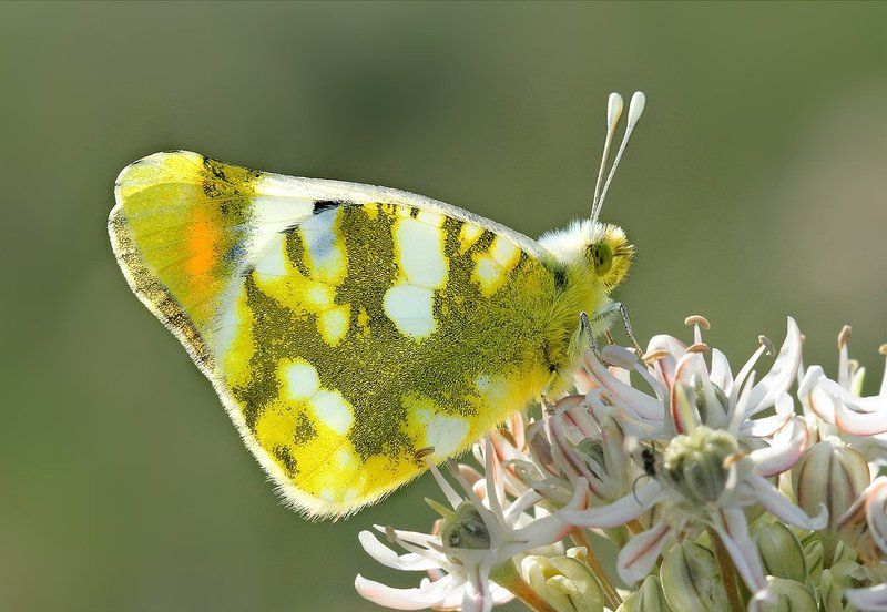 zegris, eupheme На просветphoto preview