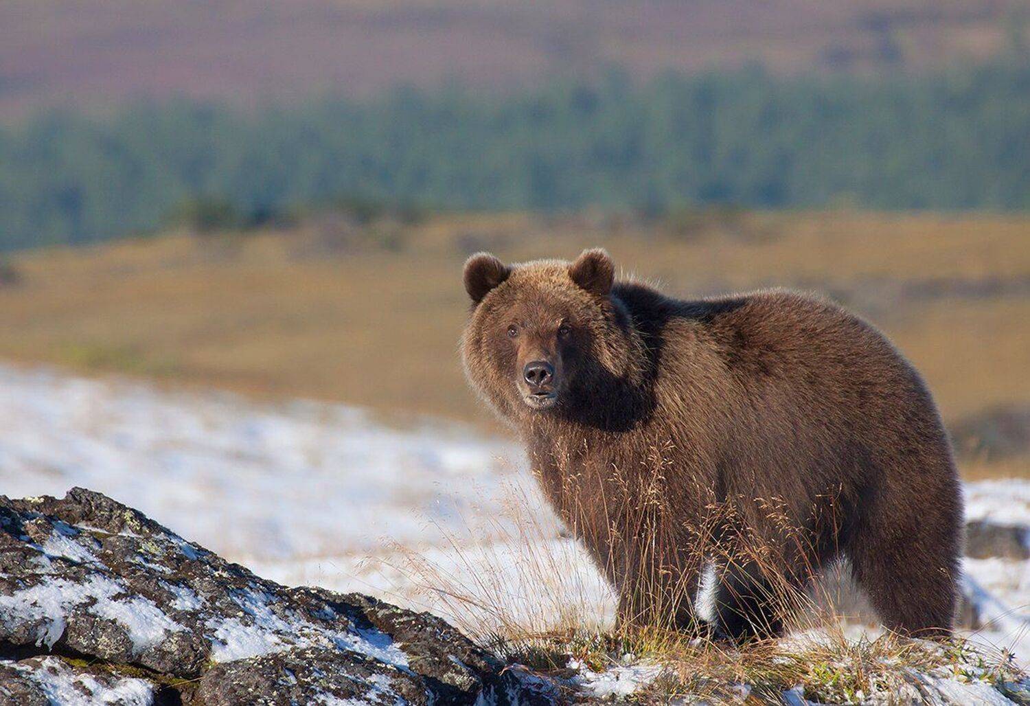 Хозяин пришел. Автор: Денис Будьков камчатка, медведь, осень, Денис Будьков
