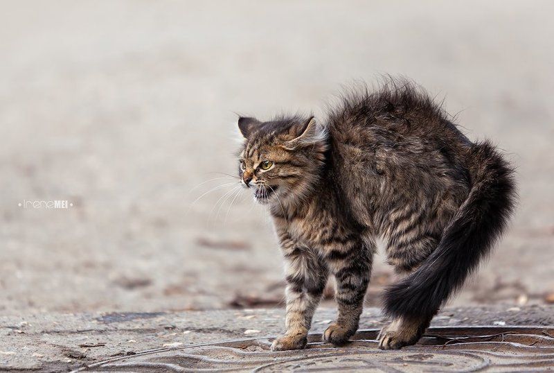 Не подходи!photo preview