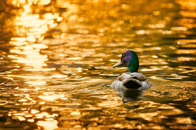 Плывущий по золотуphoto preview