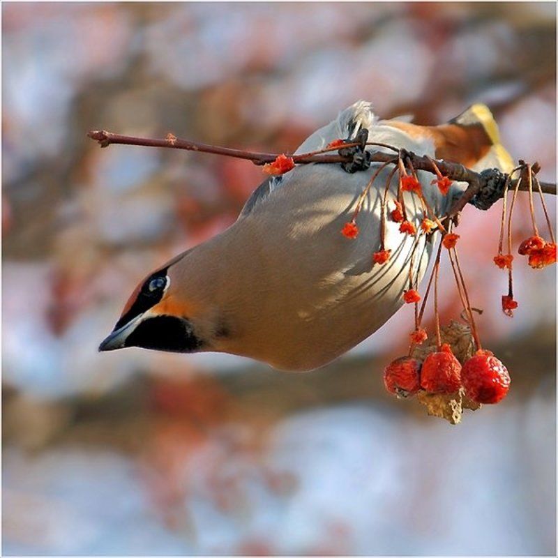 Акробат..) фото превью