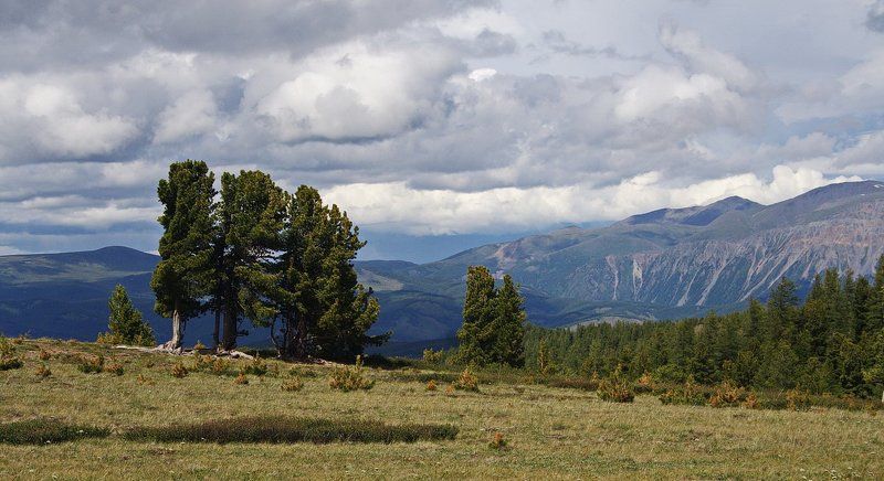 алтай, кедры Алтайские кедрыphoto preview