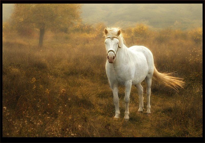 Сказка о рыцаре и принцессеphoto preview