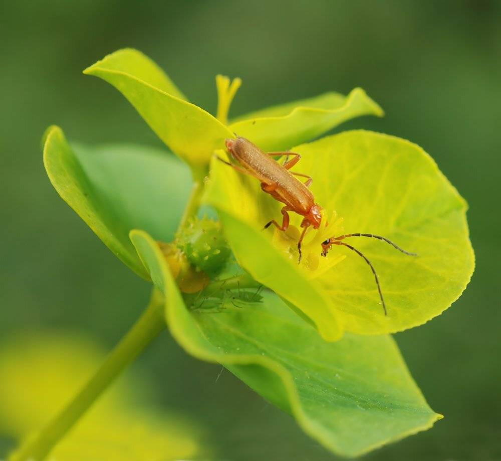 ОН ОТ МЕНЯ, ОНИ ОТ НЕГО. ТЛИ, ЖУК МЯГКОТЕЛКА.. Автор: Игорь ФУММ , Игорь ФУММ