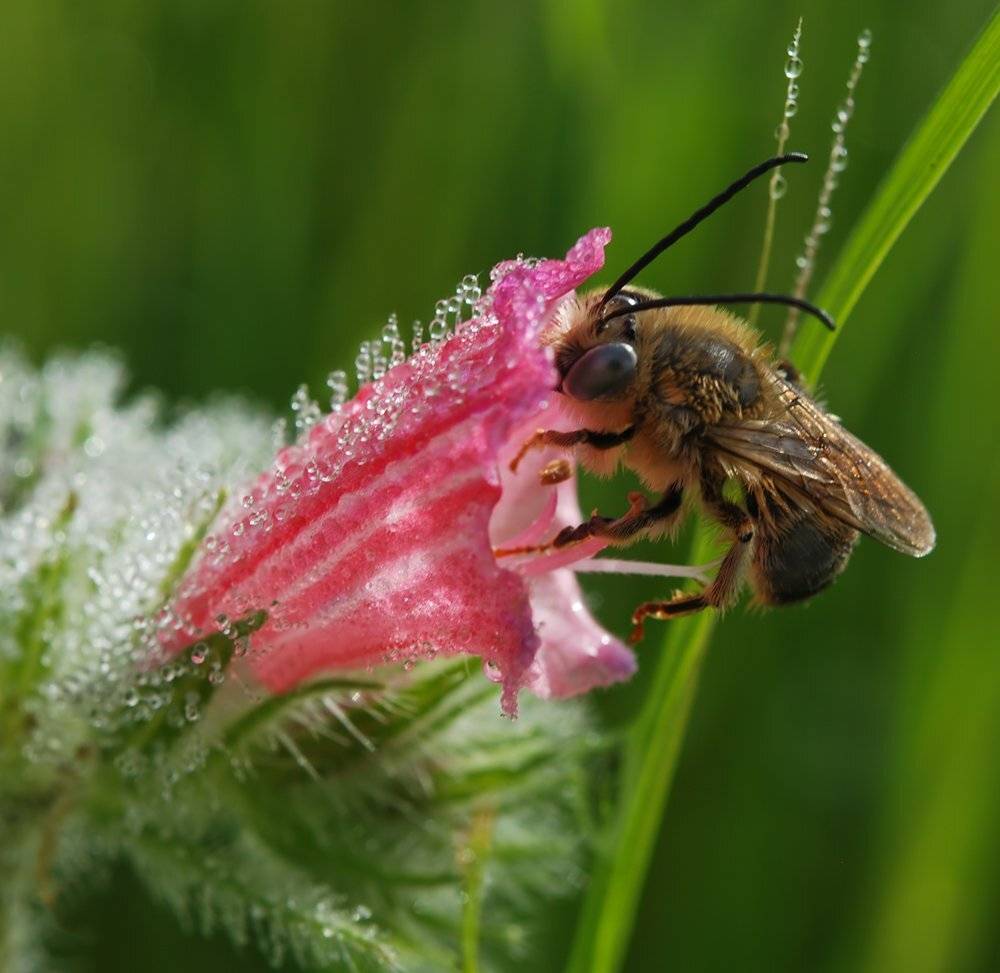 ЗА РАБОТОЙ. ДИКАЯ ПЧЕЛА.. Автор: Игорь ФУММ , Игорь ФУММ