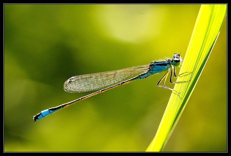 лето Про стрекозкуphoto preview