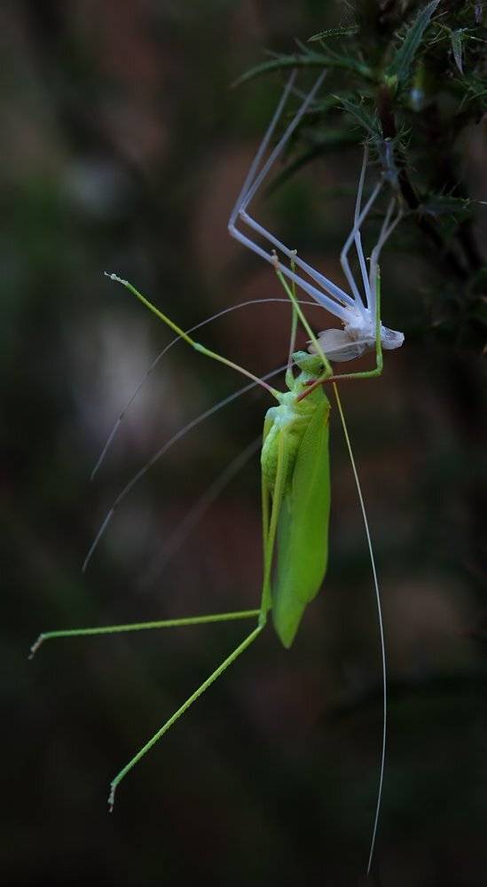РЕИНКАРНАЦИЯ. ПЛАСТИНОКРЫЛ.ЛИНЬКА.. Автор: Игорь ФУММ , Игорь ФУММ