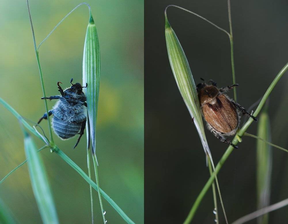 УСНУЛ СТОЯ. АПРЕЛЬСКИЙ ЖУК,. Автор: Игорь ФУММ , Игорь ФУММ