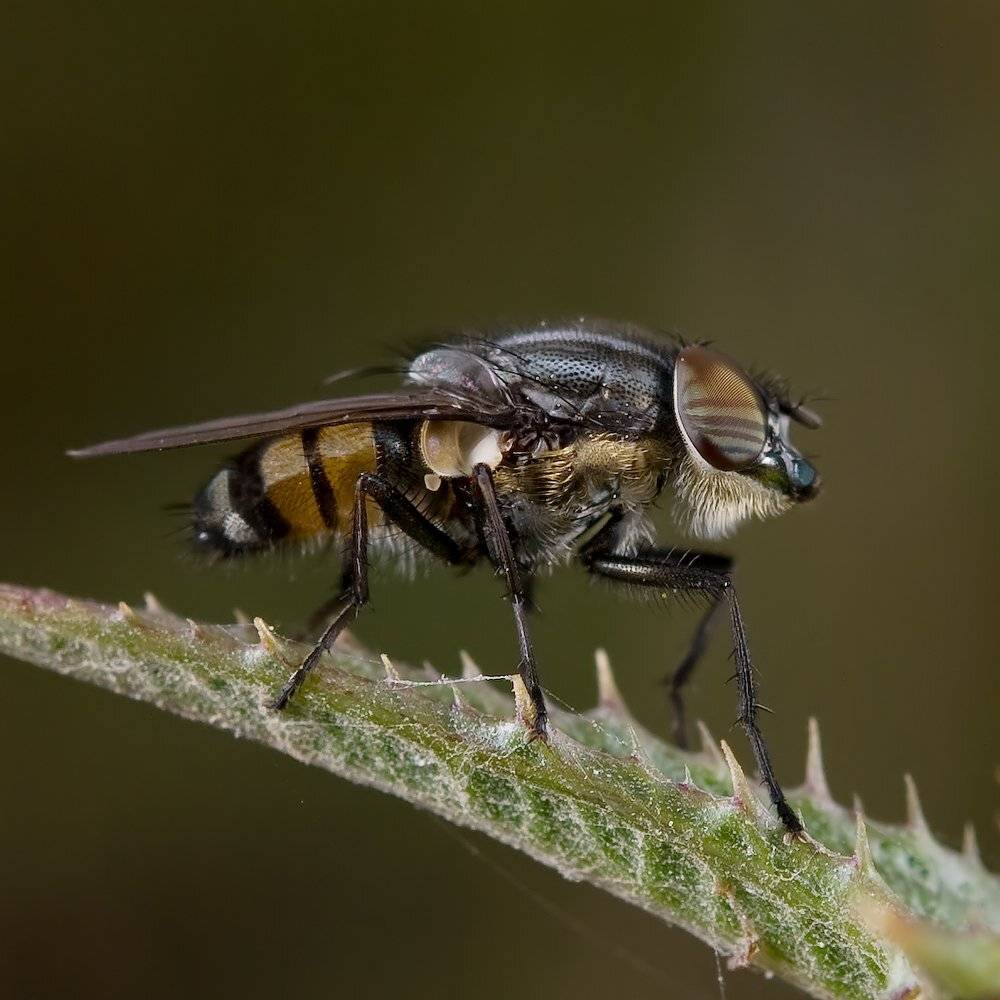 , Игорь ФУММ