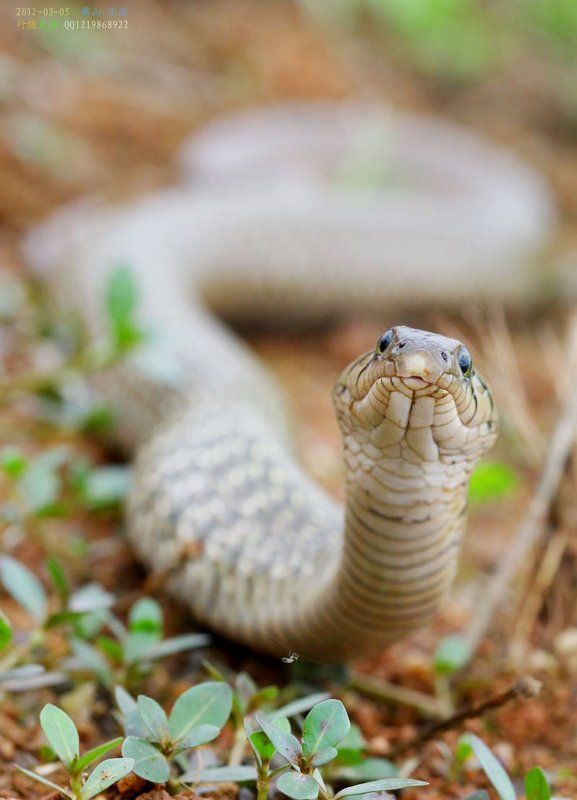 Змея тени сильноphoto preview