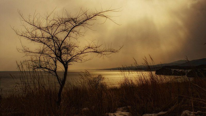 деревцеphoto preview