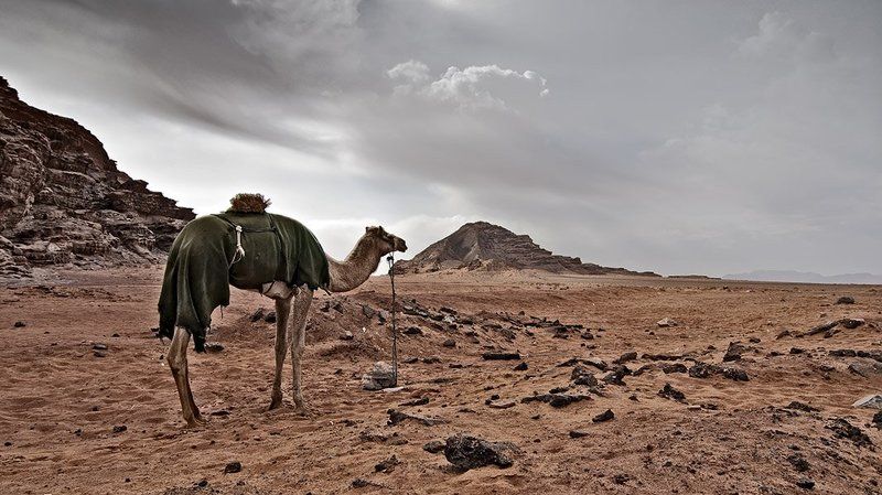 jordan, january, desert, camel, dreams, mars, иордания, январь, пустыня, верблюд, мечты, марс in dreams of Mars...photo preview