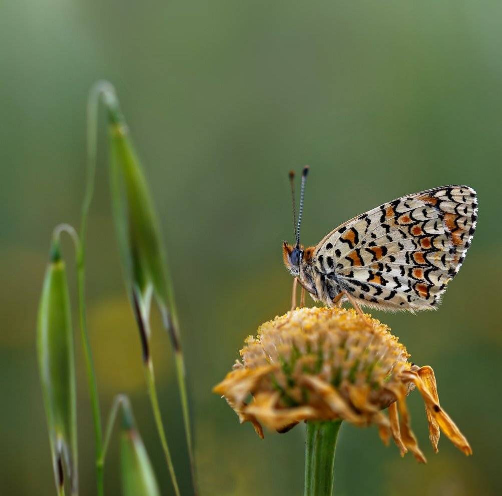ОКРУГЛОЕ, ПЛОСКОЕ, ПРОДОЛГОВАТОЕ. БАБОЧКА.. Автор: Игорь ФУММ , Игорь ФУММ