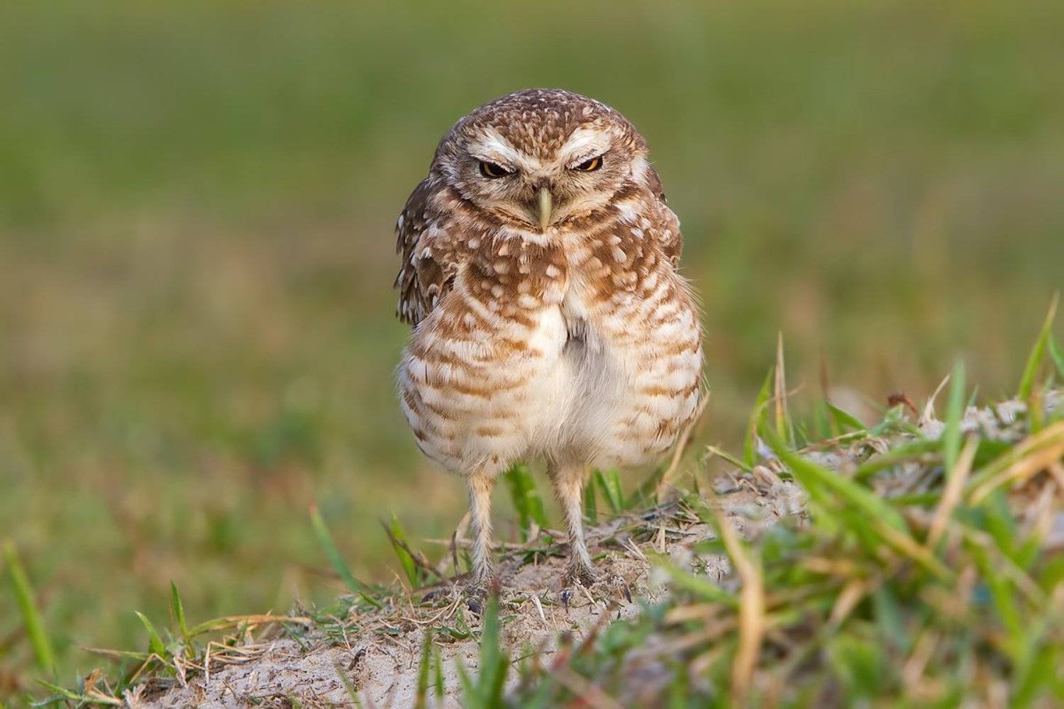 Thanks God, it's Friday!. Автор: Елена Давыдова кроличьи сычи, птицы, бразилия, Елена Давыдова