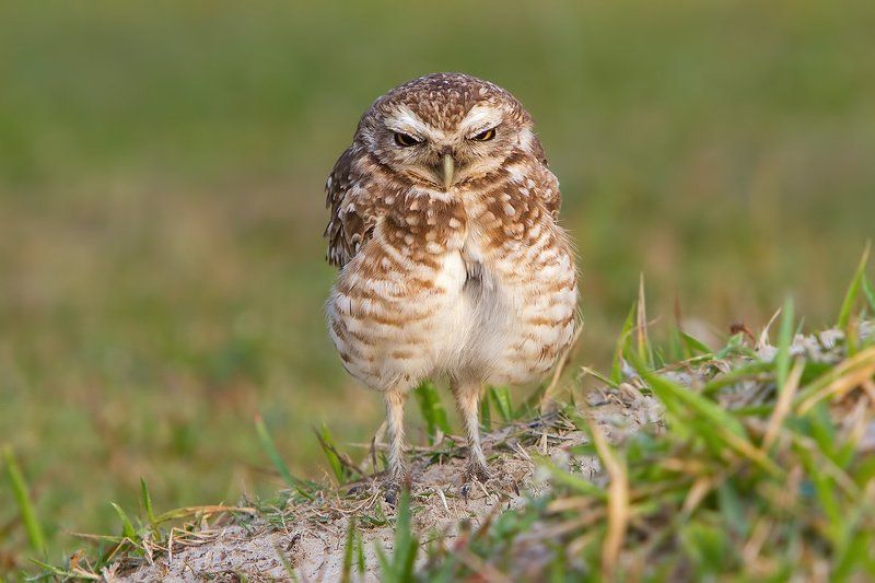 кроличьи сычи, птицы, бразилия Thanks God, it\'s Friday!photo preview