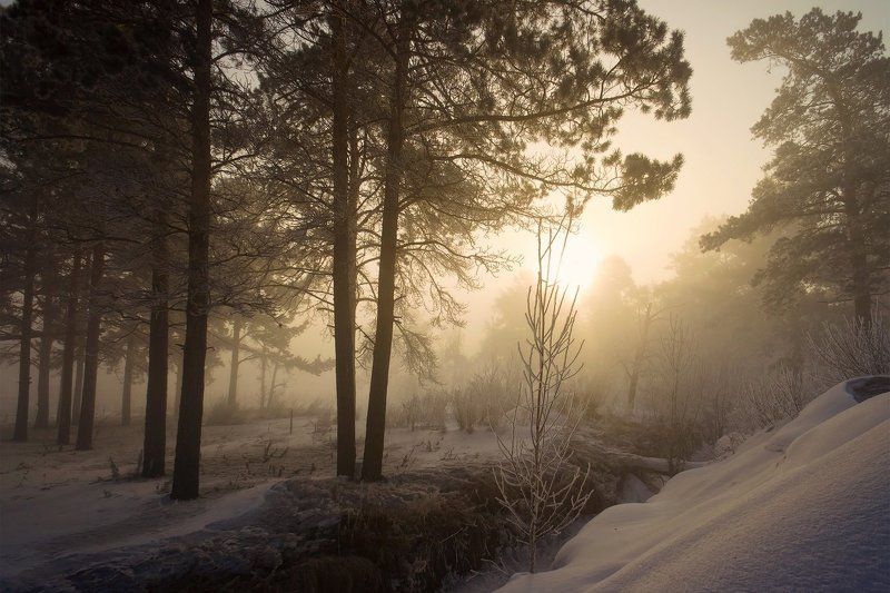 Туманное утро ранней весныphoto preview