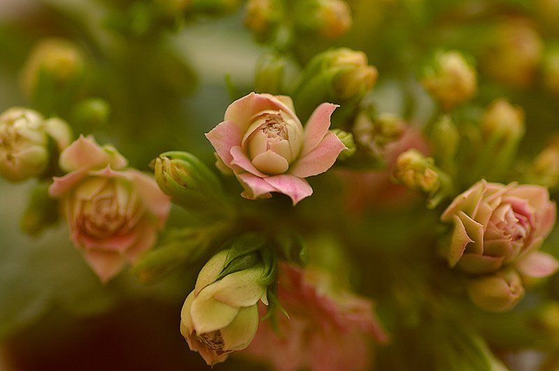Kalanchoe фото превью