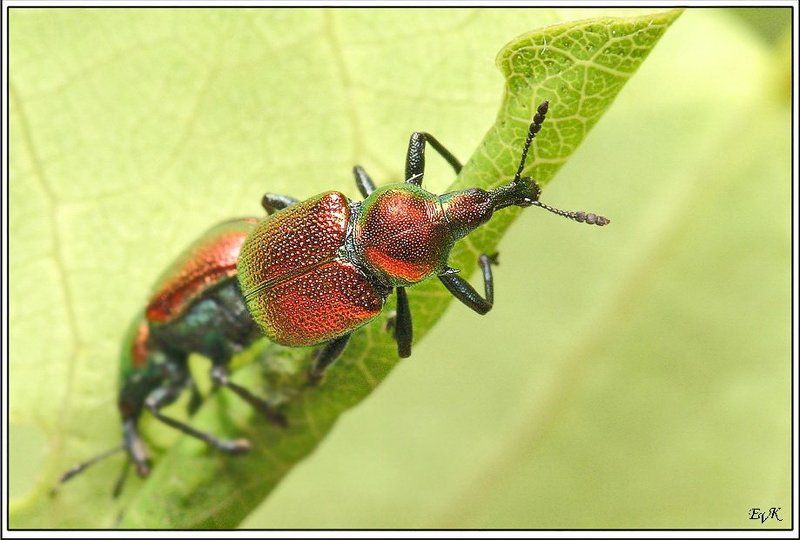 трубковерт, тополевый, bytiscus, populi Так делают сигары.photo preview